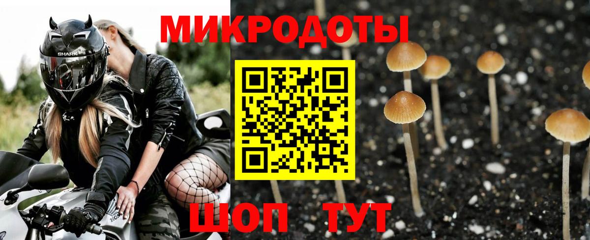 Псилоцибиновые грибы Psilocybine cubensis Черногорск